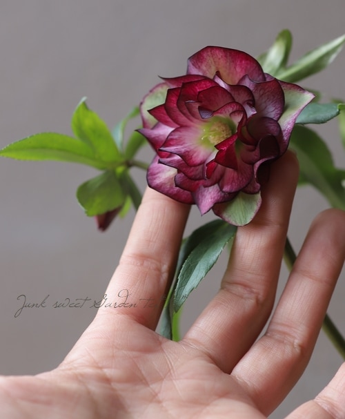 クリスマスローズ 『冬の貴婦人 ダブル』 No.ろ | すべての商品