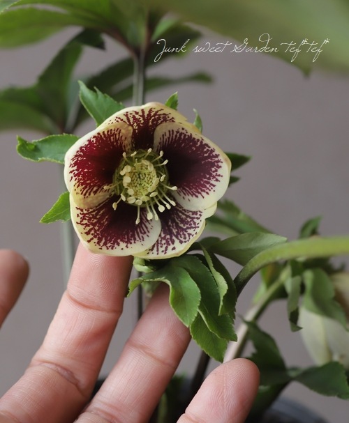 クリスマスローズ 静岡県・杉光園芸 杉山交配 『ブロッチ』 | すべての