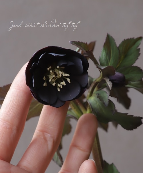 クリスマスローズ　sd小輪筒型ダークネクタリー (ムルチ交配)　　大木ナーセリー クリスマスローズ sd小輪筒型ダークネクタリー (ムルチ交配