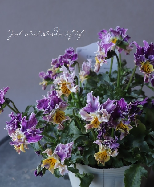 進化を続ける育種家ビオラ 『evolve spark -エボルベスパーク-』 No.2