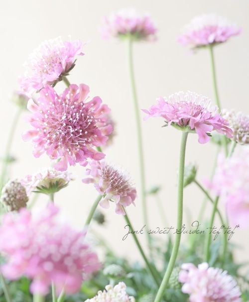 小輪スカビオサ 『ピンクグリーン』 | すべての商品 | | Junk sweet