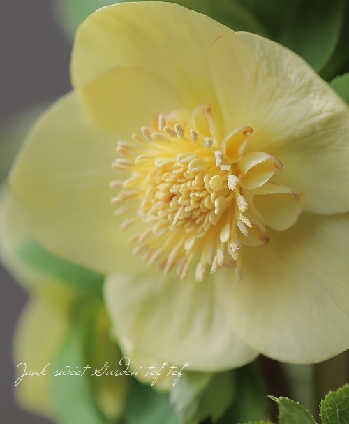 クリスマスローズ 『イエロー sd』 特大株 | すべての商品 | | Junk