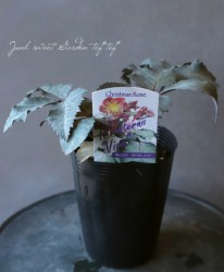 ��¼��ݡ����顼�꡼�դΥ��ꥹ�ޥ����������إ��ƥ�ˡ����ӥС�