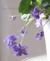 Ȭź餭ѥޥߥ졡˥ߥإ١ץȭ