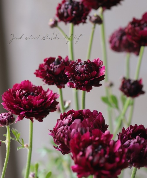 綾園芸さんのラナンキュラス イドリス すべての商品 Junk Sweet Garden Tef Tef