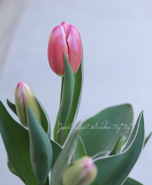 冷蔵チューリップ大人色！ 『プレミアムチュ－リップ』 No.A | すべて