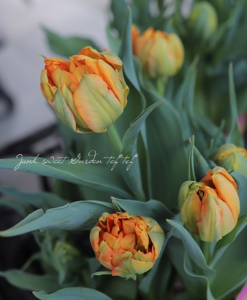 冷蔵チューリップ 大人色！八重咲き 『オルガ』 | すべての商品