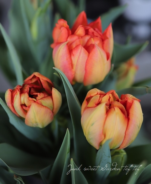 冷蔵チューリップ 大人色！ 八重咲き『モンテオレンジ』 | すべての