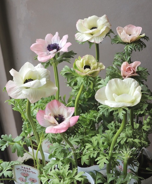 アネモネ ピンクミストラル すべての商品 Junk Sweet Garden Tef Tef
