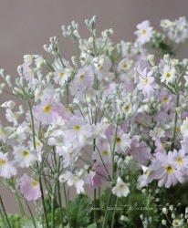 �ץ��顦�ޥ饳���ǥ��ʥ����饽���ˡ��ظ��ʤβ֤������