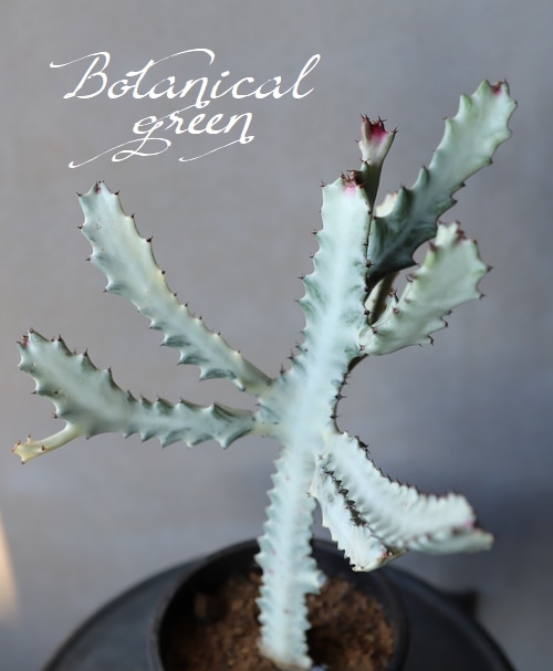 ユーフォルビア 『ホワイトゴースト Ⅰ』 室内で育てられる！ | すべて