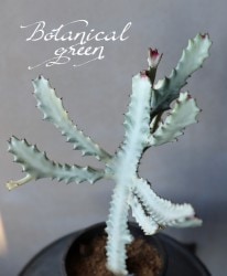 �桼�ե���ӥ����إۥ磻�ȥ������� ���١�����ǰ�Ƥ��롪