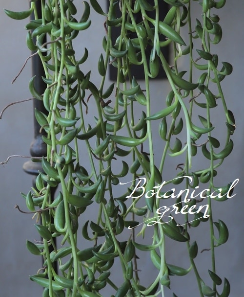 多肉植物】 『バナナネックレス 』 大株！ | すべての商品 | | Junk