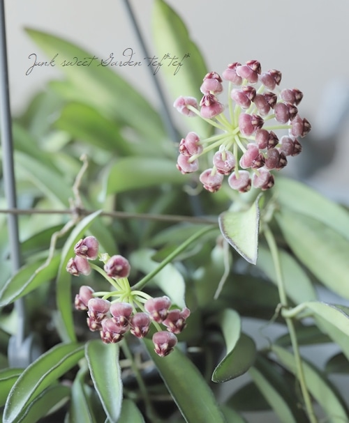 観葉植物】ホヤ・ロンギフォリア 『チャイナビーンズ』 | すべての商品