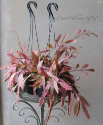 ڴտʪۥץɥץꥹإåɥ