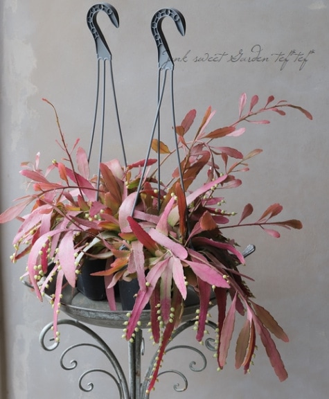 8800⤵️❇①プセウドリプサリス・ラムローサ 観葉植物】プセウドリプサリス ラムローサ 『レッドコーラル