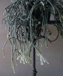 �ڴ��տ�ʪ�ۥ�ץ��ꥹ �إԥ�����ѡ� �إե����ȥ��奬����