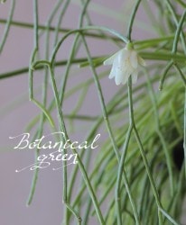 �ڴ��տ�ʪ�ۥ�ץ��ꥹ���إ����å��١�