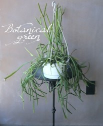 �ڴ��տ�ʪ�ۥ�ץ��ꥹ No.��