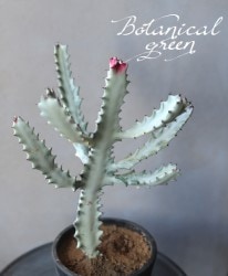 �桼�ե���ӥ����إۥ磻�ȥ������� ���١�����ǰ�Ƥ��롪