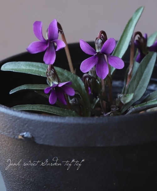 宿根スミレ 『ホコバ明神』 | すべての商品 | | Junk sweet Garden tef