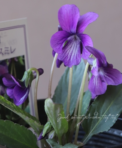 宿根スミレ 『ニシキスミレ』 | すべての商品 | | Junk sweet Garden
