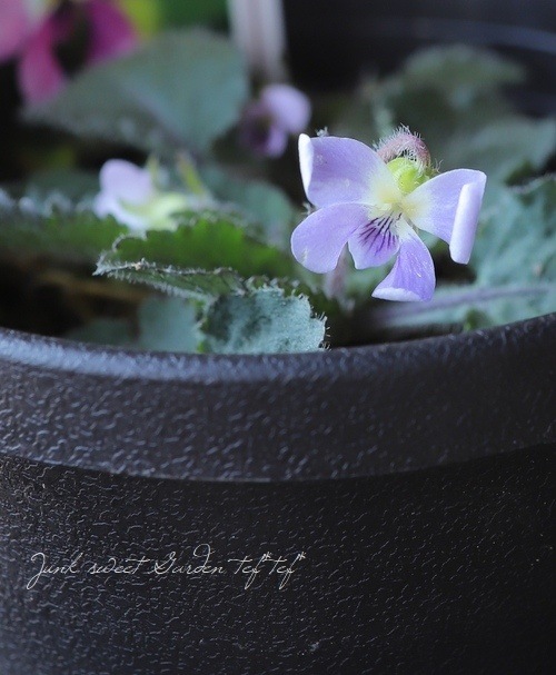 スミレ sumire04_large.jpg