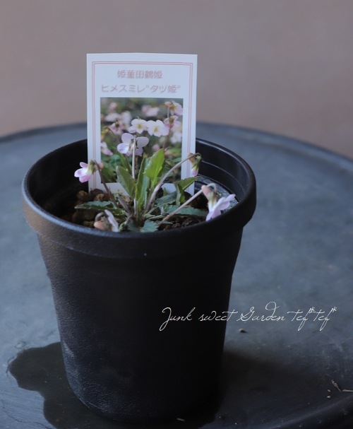 宿根スミレ ヒメスミレ タヅ姫 すべての商品 Junk Sweet Garden Tef Tef