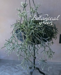 �ڴ��տ�ʪ�ۥ�ץ��ꥹ �إԥ�����ѡ� �إե����ȥ��奬����