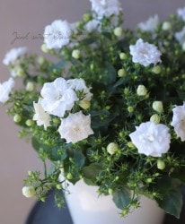 ツルバイマリコオイカワCampanula カンパニュラ ホワイト