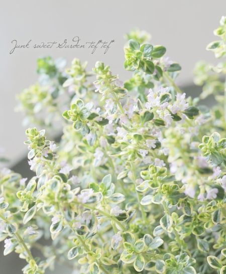 ハーブ】 『ゴールデンレモンタイム』 | すべての商品 | | Junk sweet