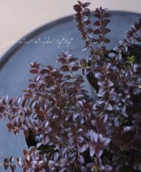 ˥顦˥ƥ إХå󥹡