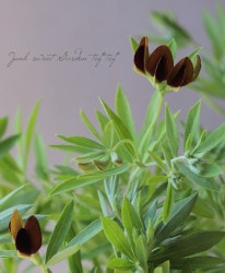 �������� �إ֥�å��ࡼ�ˡ��١�