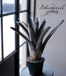 ��Ķ������ۥ����ᥢ�����ƥޥˡ���֥� �إ�����ȡ�