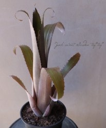 ��Ķ������ۥ����ᥢ�إ֥����ե��ꥢ��