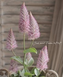 �ץ������������إ��硼����