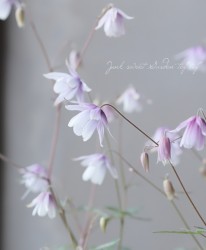 �����ꡪ���륪���ޥ����إ磻��ɥߥ륯�١�