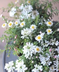 ���٥ꥹ�ܥϥʥ��󥶥� MIX����