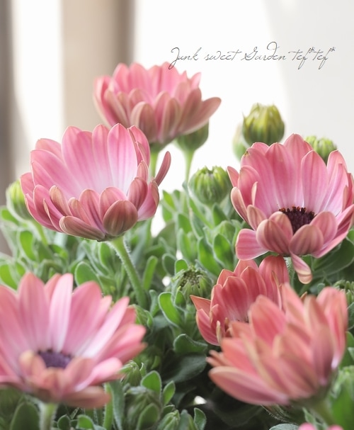 オステオスペルマム・セレニティ 『ピンクマジック』 | すべての商品