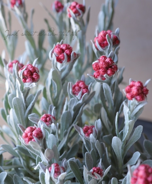 上海様 ヘリクリサム レッドジュエル 花の苗｜観葉植物