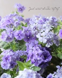 �ե��å������ɥ���ǥ� �إࡼ�ǥ����֥롼����