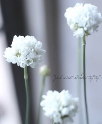 カサブランカ アルメリア セット Flower Species,アルメリア | Junk sweet Garden tef*tef*