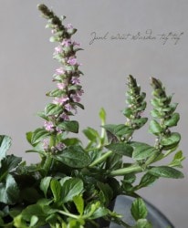 �����奬 �إ�������ˡ����١��ԥ󥯲�