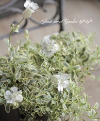 �����ꥷ��͡��إ���͡����饤�ȡ�