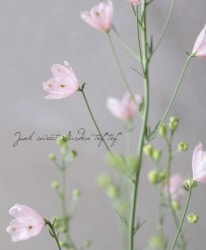 �����鿧�Υǥ�ե��˥��ࡡ�ؤ�����Ҥ��