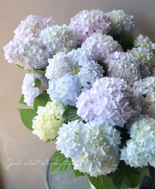 紫陽花 四季咲き！紫陽花 『霧島の恵 -キリシマノメグミ-』 レインボー