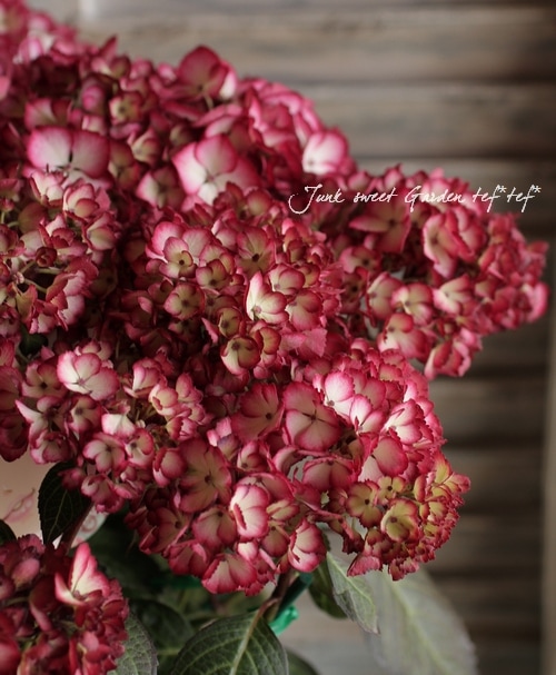 山紫陽花交配種 『アジアンビューティSAKURA』 | Flower Species