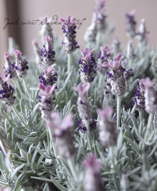 フレンチラベンダー 『スノークリスタル』 | すべての商品 | | Junk