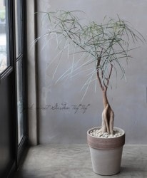 �ڴ��տ�ʪ�ۥ֥饭���ȥ󡦥�ڥ��ȥꥹ �إܥȥ�ĥ꡼�ߥ��������Υƥ饳�å�ȭ�� ��A��