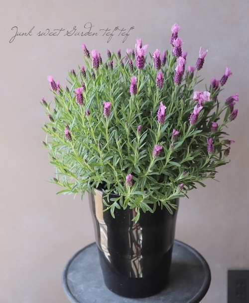 大輪フレンチラベンダー ラヴェアンナ 『ピンクロリポップ』 特大株